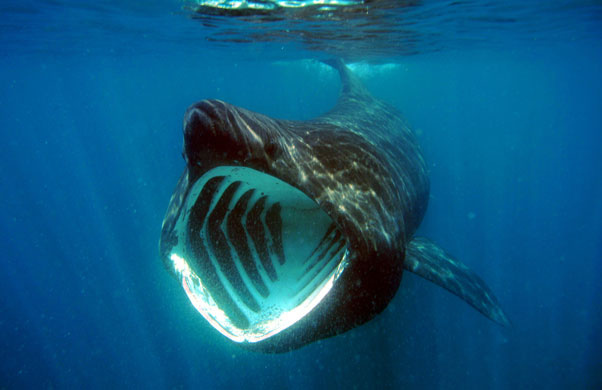 basking shark 2
