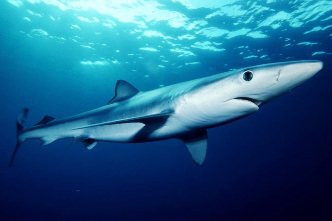 blue-shark-prionace-glauca